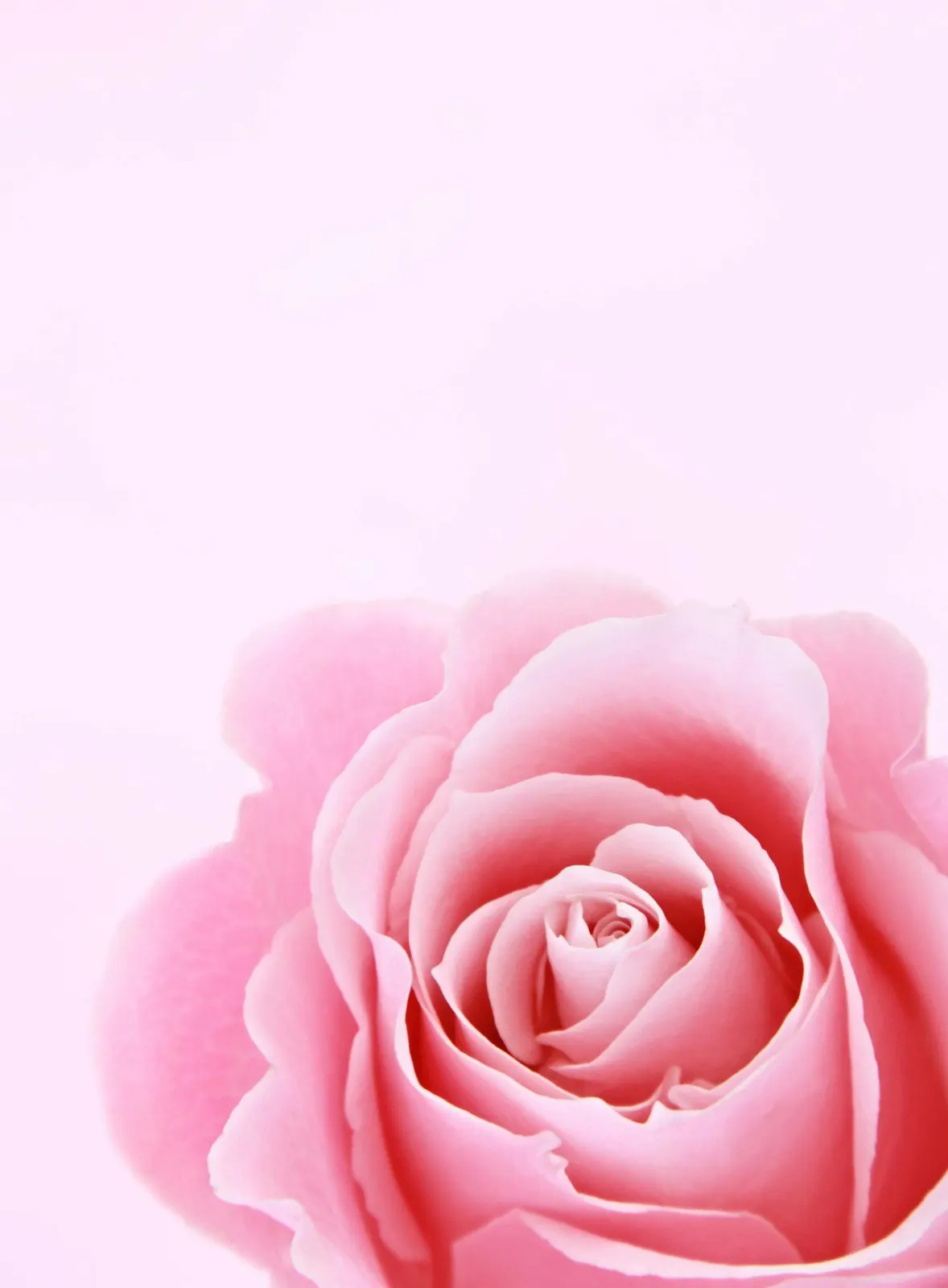 A soft pink rose in full bloom, sacred symbol of the Venusian Rose Temple